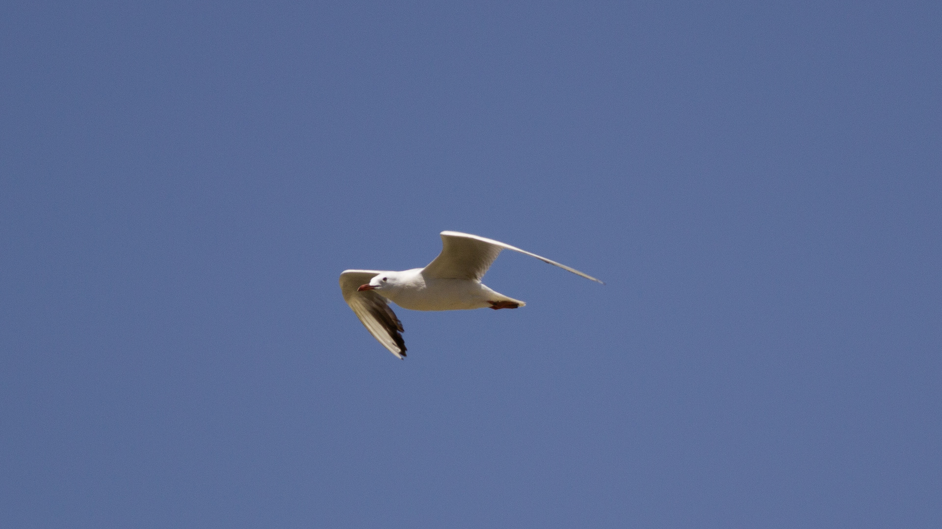 Slender-billed Gull